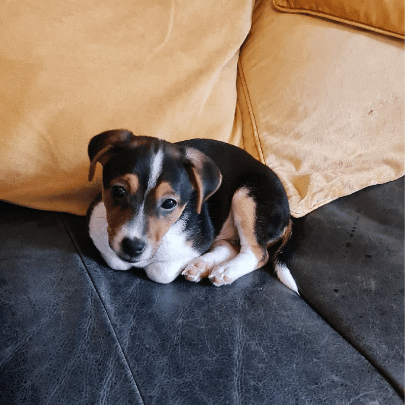 Cute puppy sitting on the sofa