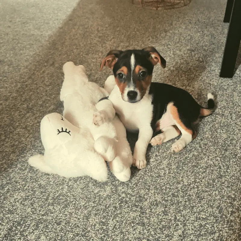 cute puppy - Jack Russell Terrier with toy sitting on carpet