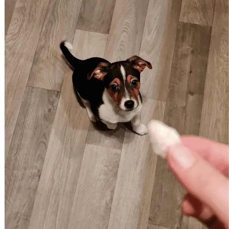 healthy treats for 8 week old puppy