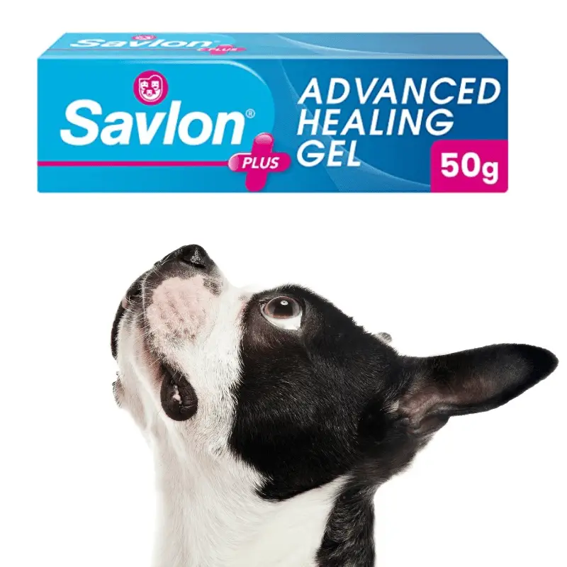 Tube of savlon and a black and white dog looking up at it