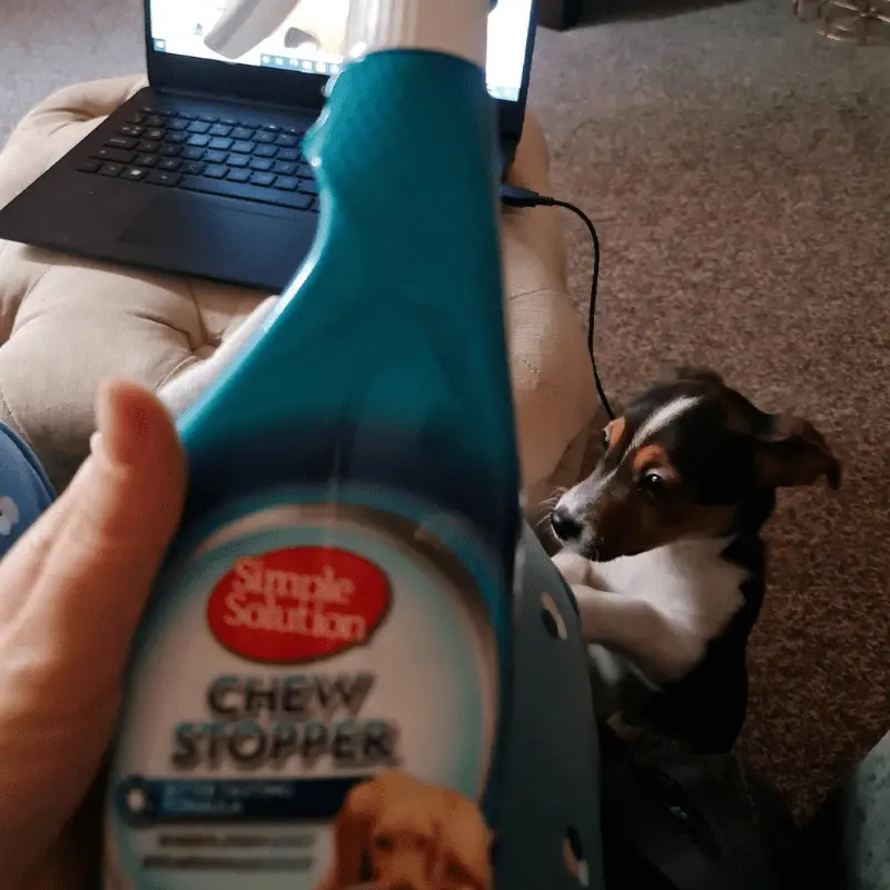 stop chewer bottle, puppy and laptop in view
