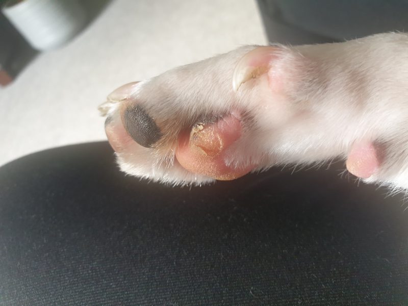 Image of my dogs cracked dry paw before I applied Vaseline on