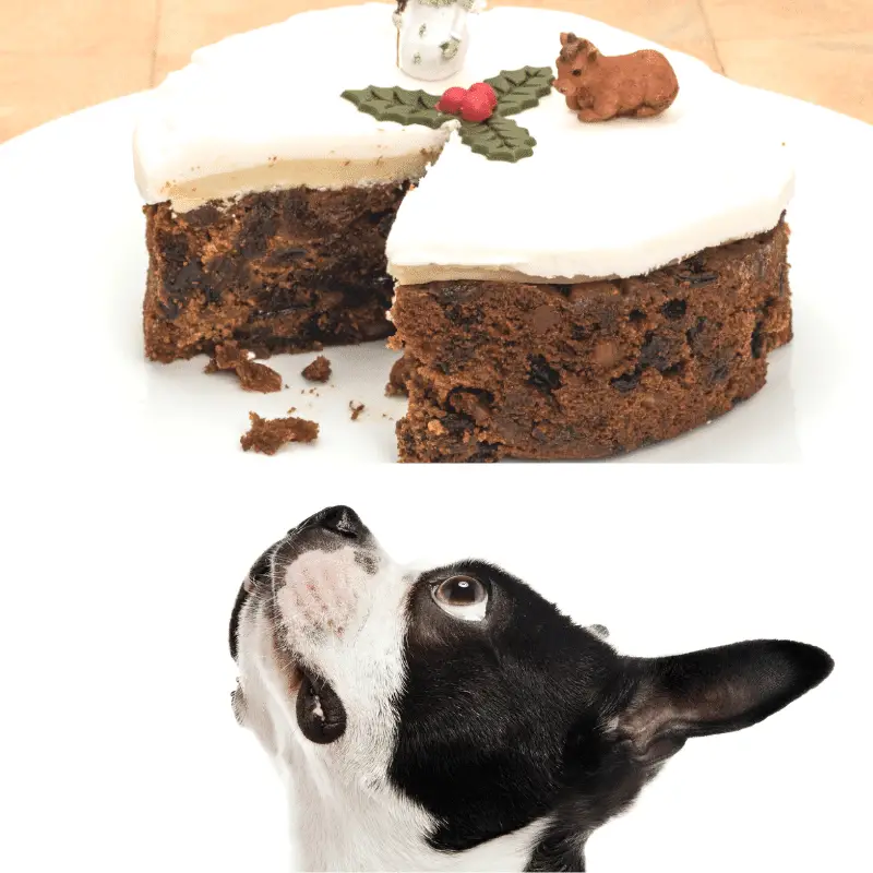 A Christmas cake and a dog looking up at it