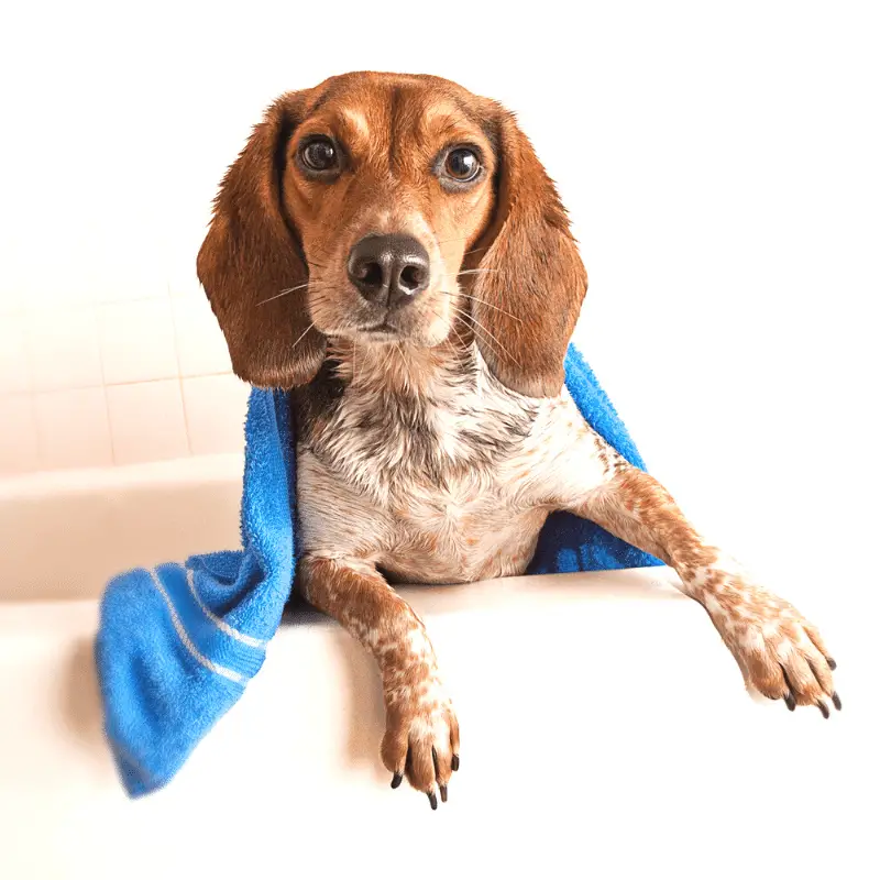 Dog in a bath tub with a blue towel round him