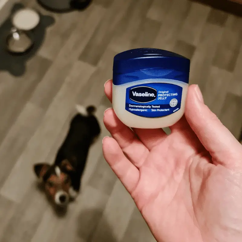 Can I Put Vaseline On My Dog? Everything You Need to Know
