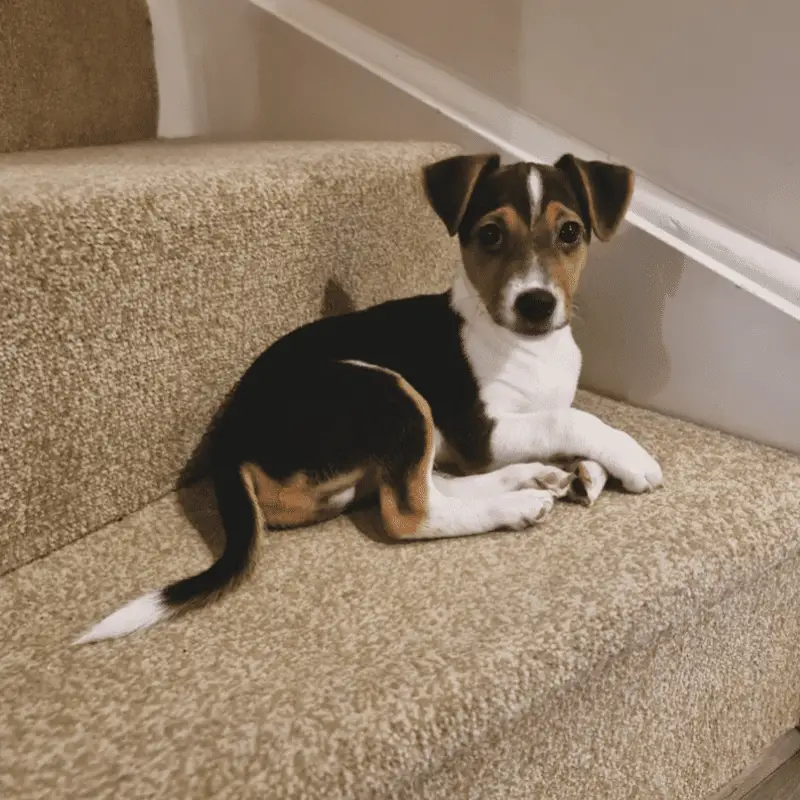 Smooth Coated Jack Russell