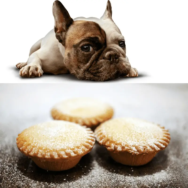 Three mince pies and a French bulldog