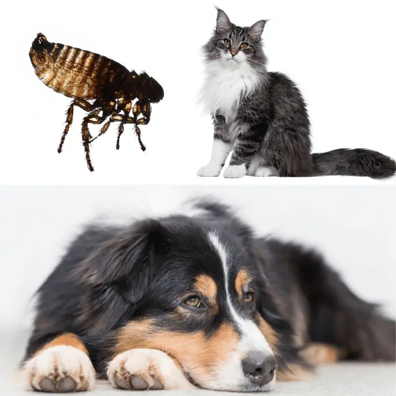 cat, flea and a dog