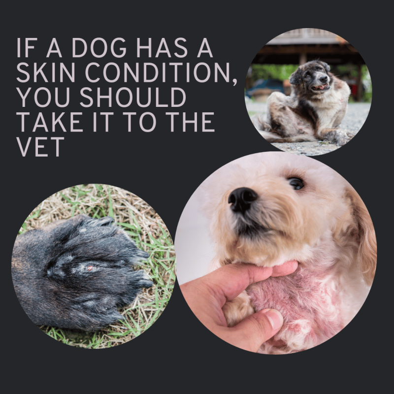 three images of dogs with skin conditions text If a dog has a skin condition, you should take it to the vet