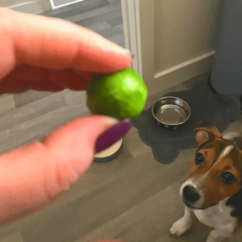 Me holding a Brussel sprout and a dog looking at it