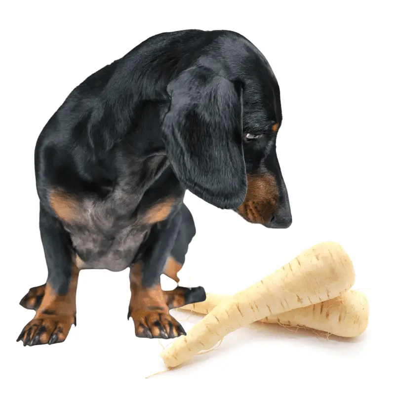A dachshund dog and two parsnips