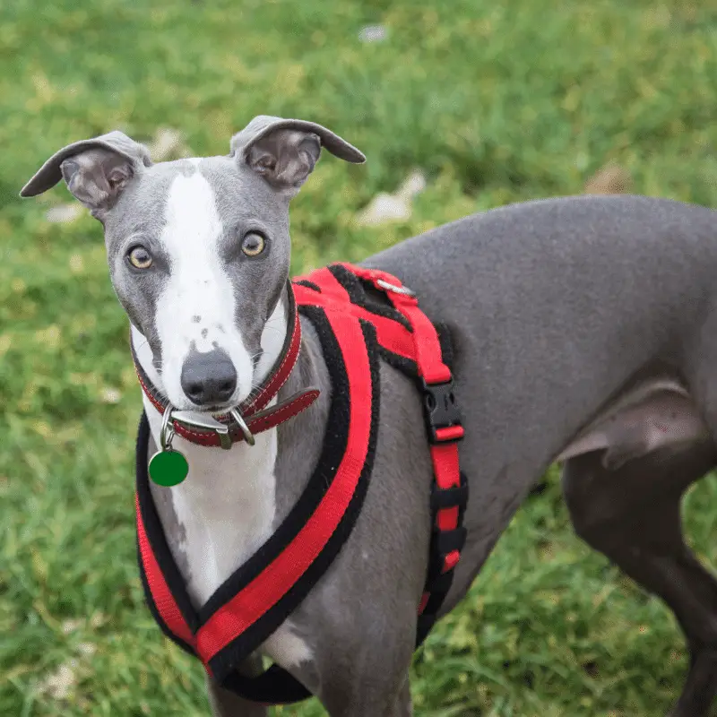 A lovely Greyhound Adult Dog with harness on looking at the camera