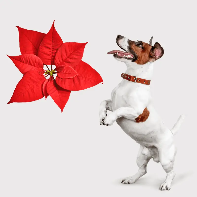 Poinsettia and a Jack Russell terrier dog