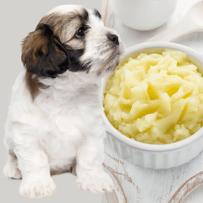 A dog and some mashed potatoes