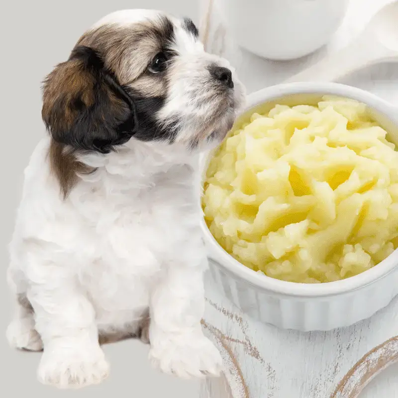 is mashed potato ok for dogs