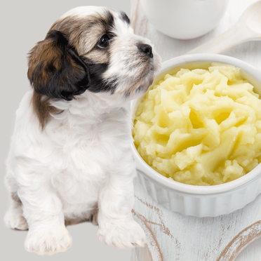 are carbs bad for dogs