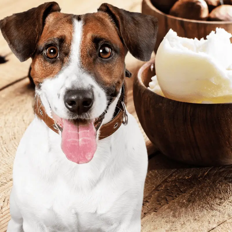 Can I Use Shea Butter On My Dog?