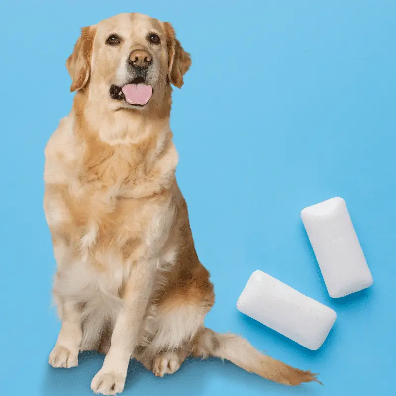a large dog and two pieces of chewing gum