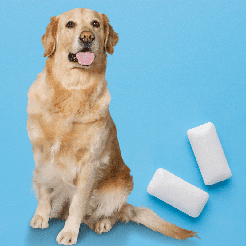 What Happens If A Dog Eats Chewing Gum Warning Dog Friendly Scene What Happens If A Dog Eats Chewing Gum Warning Dog Friendly Scene