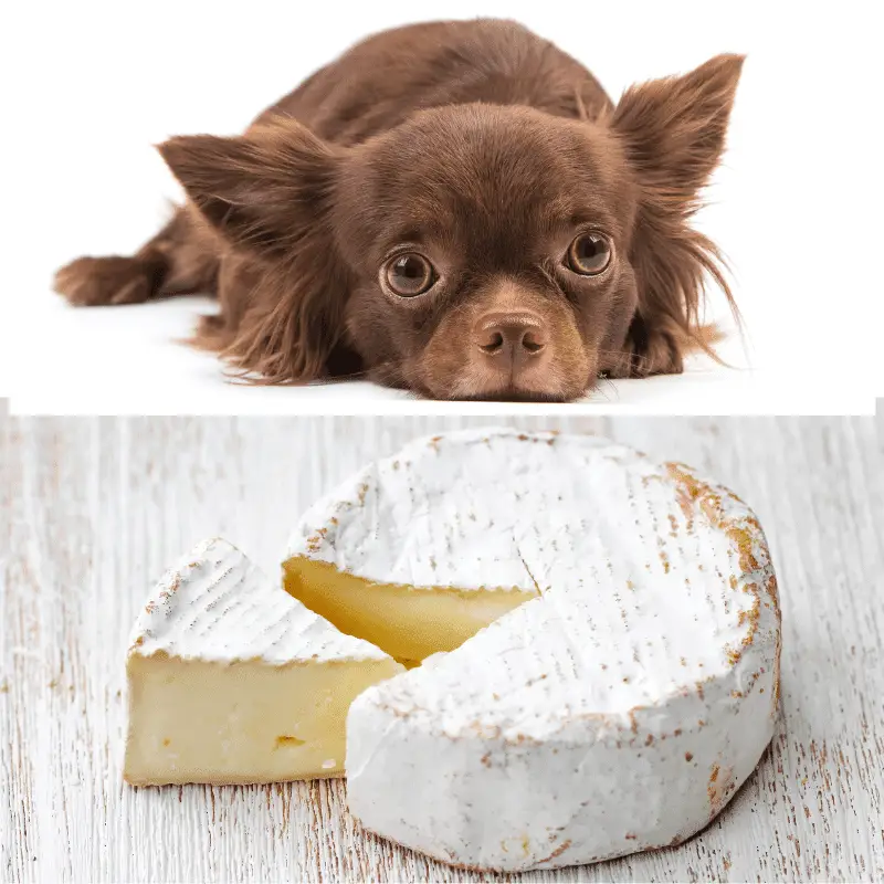 Piece of brie cheese and a brown dog looking at camera