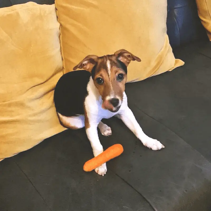 Jack Russell with a raw carrot on sofa