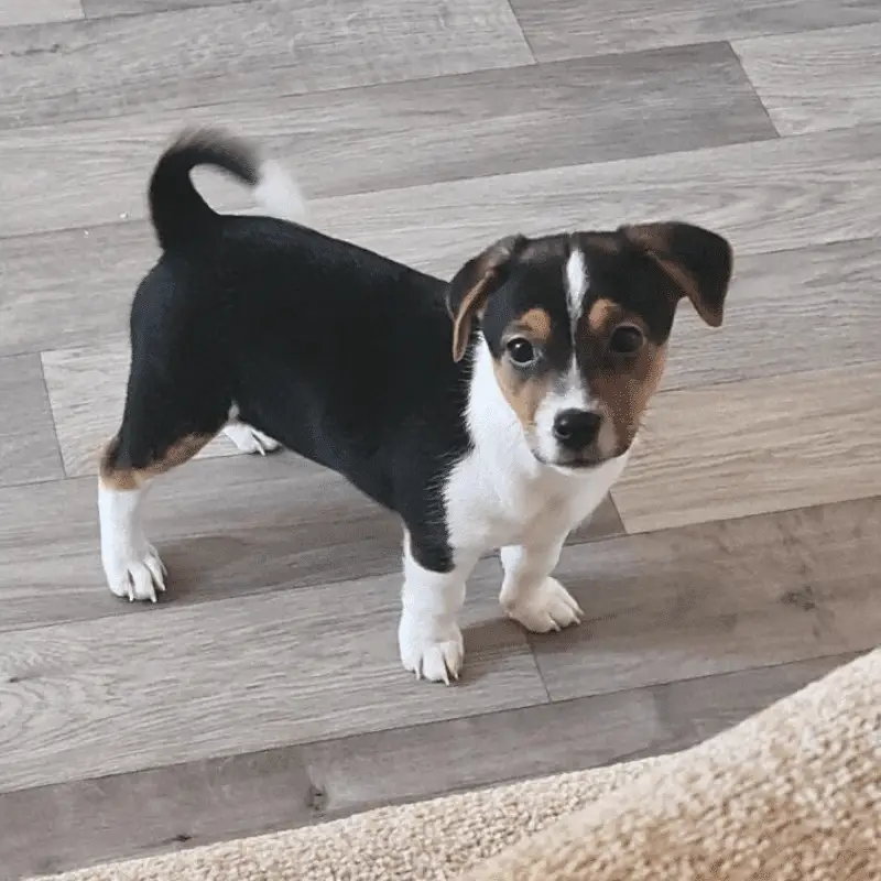 A tri colour Jack Russell terrier puppy standing in the hall way