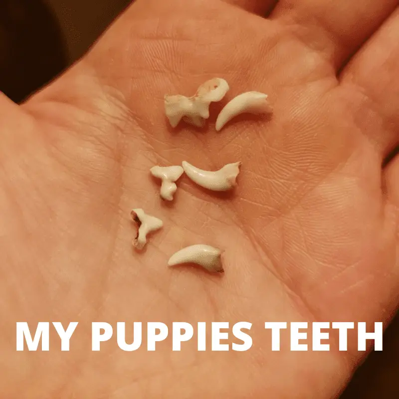 Close up of my puppies six teeth