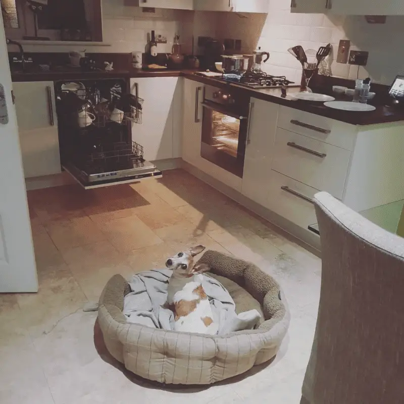 My old dog in his bed in the kitchen