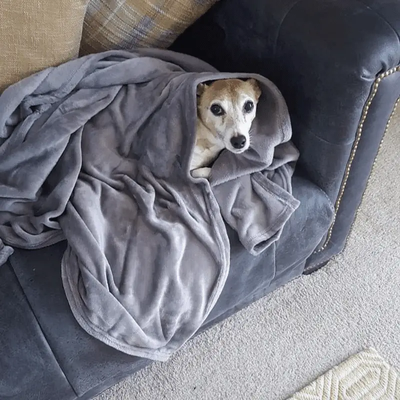 Old dog under a blanket nice and comfy