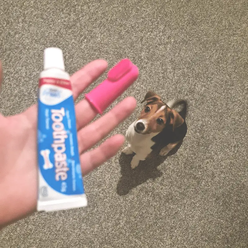 Holding a finger toothbrush and toothpaste for a dog and a dog looking up