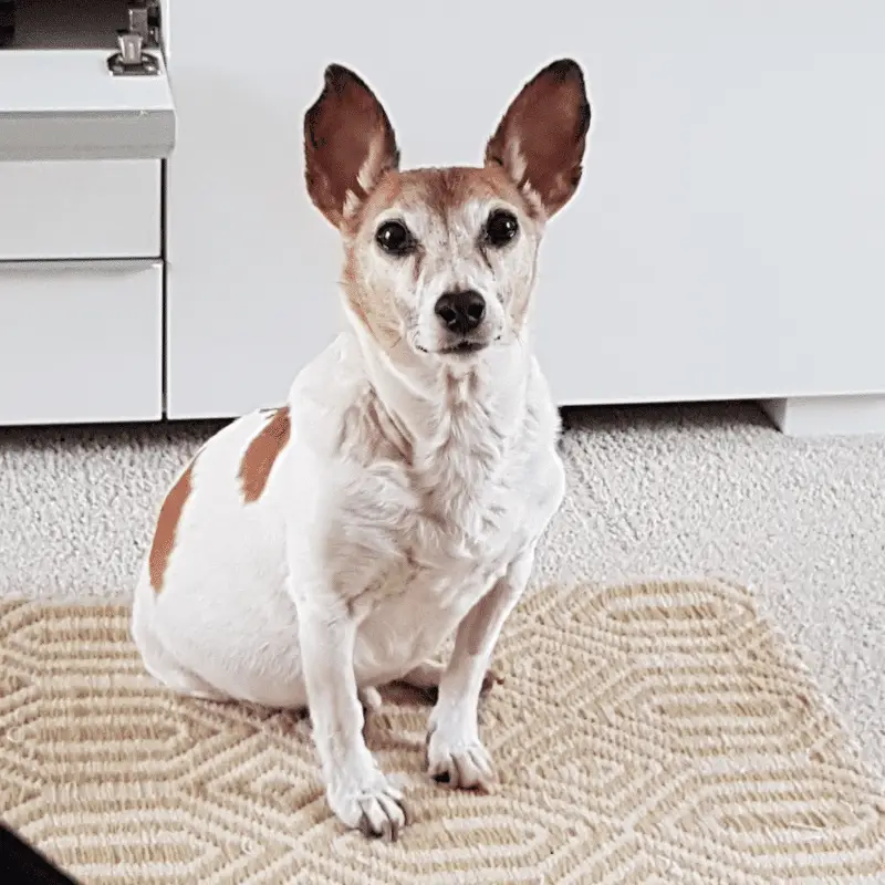 Old Jack Russell terrier sitting looking at camera in living room