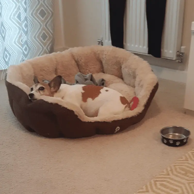 A bowl of water next to an old dogs bed
