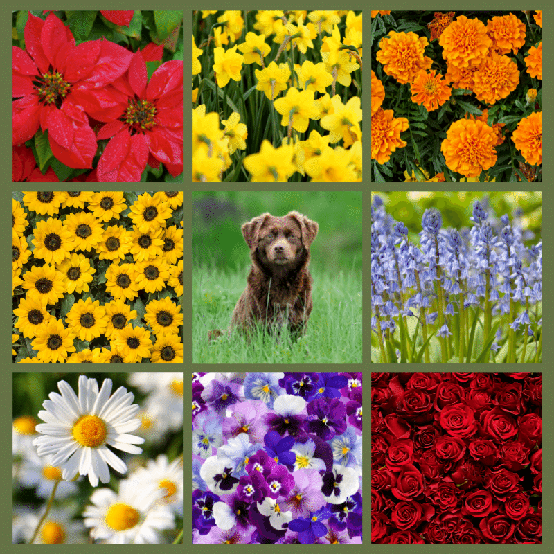 A selection garden flowers in a collage, and a dog, daisies, marigolds, roses, sunflowers, bluebells, poinsettias