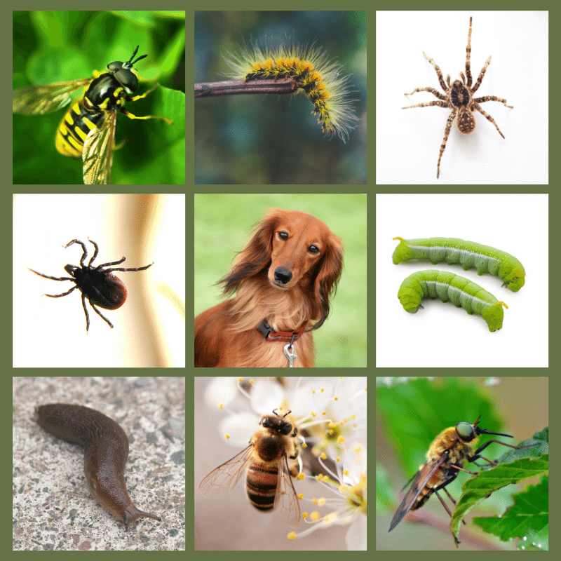 Insects in a collage, and a dog, spider, slug, caterpillar, bee, wasp, tick
