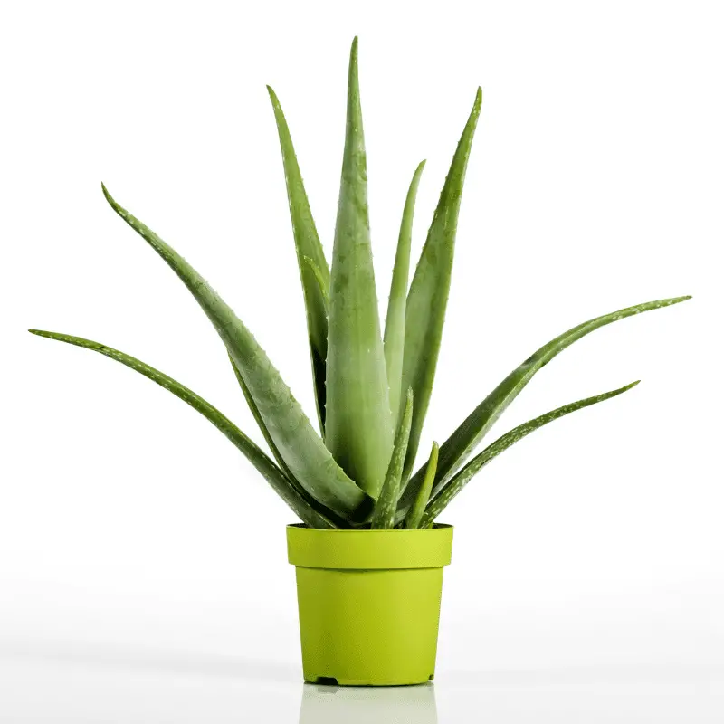 An green fully grown Aloe Vera plant in a pot