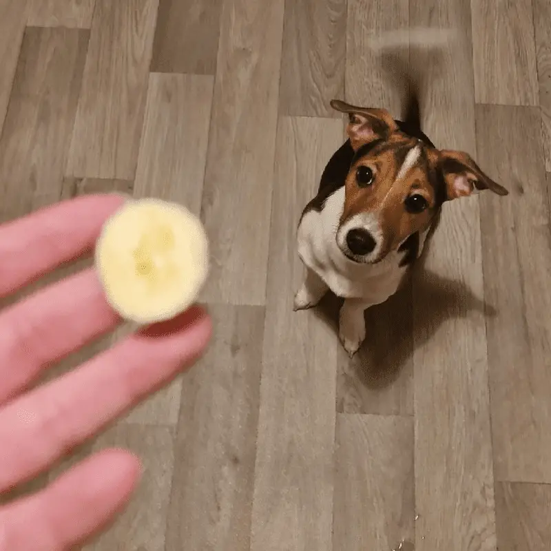 Dog and a slice of healthy banana