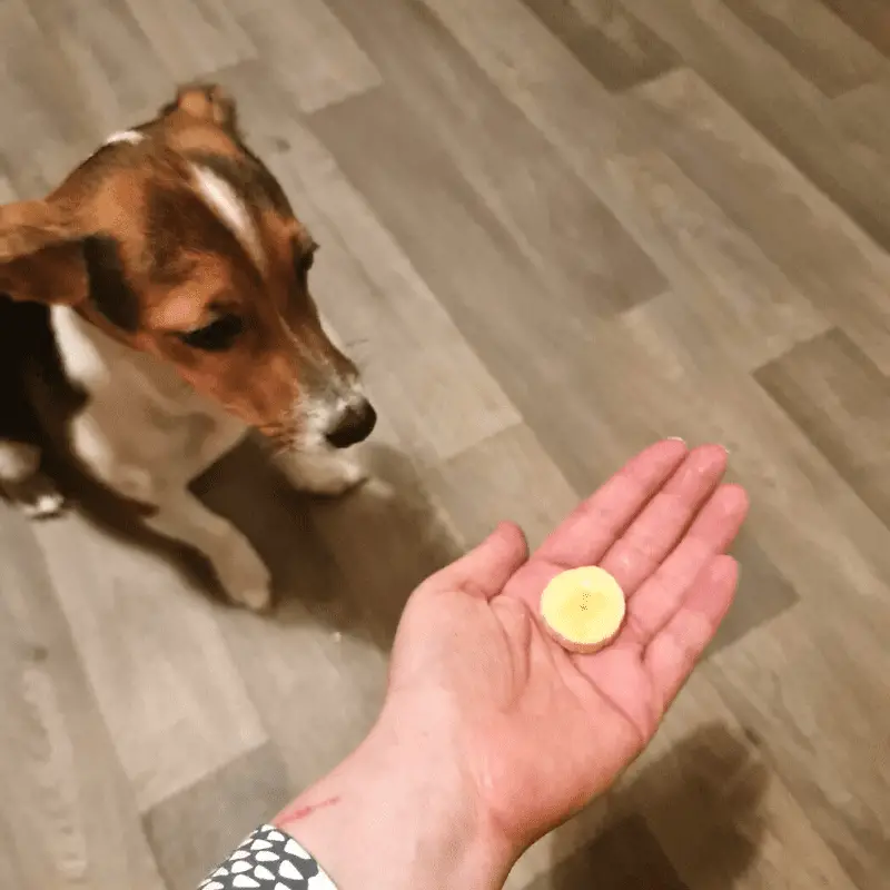 Jack Russell dog and a hand holding a banana slice