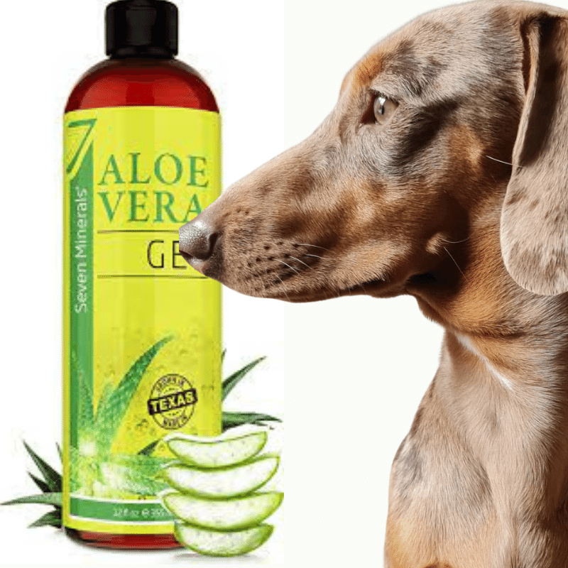 Is Aloe Vera Safe For My Dogs Skin Dog Friendly Scene