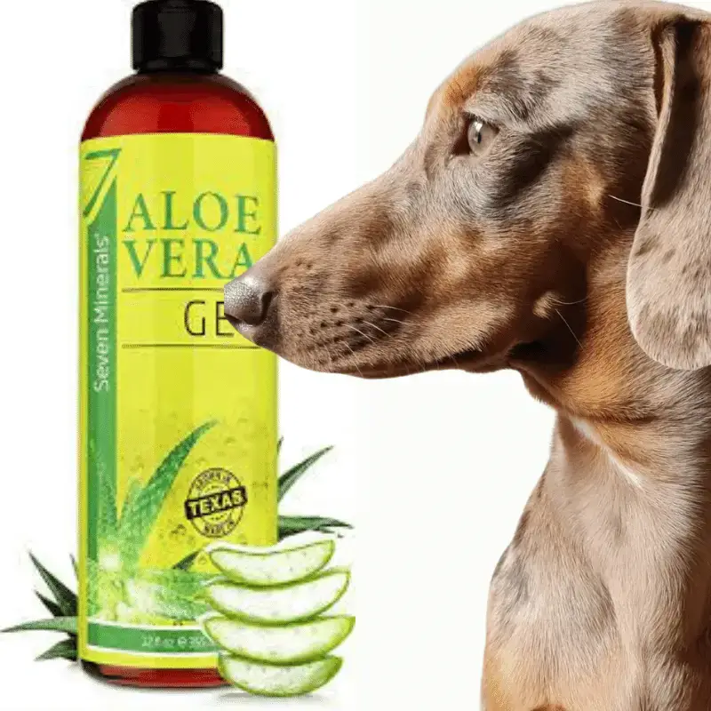 can you put aloe vera on a dogs skin