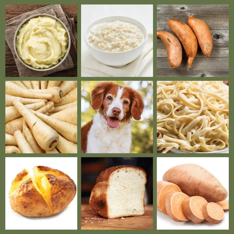 Carbohydrates That Dogs Can And Cannot Eat