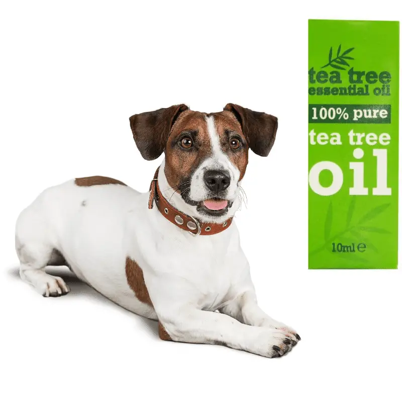 tea tree oil and a dog