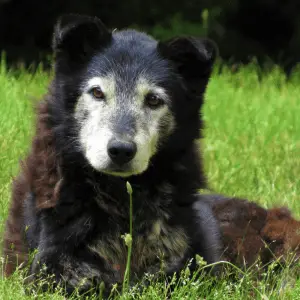 old dog sitting on the grass