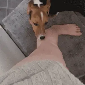 a dog licking a human leg