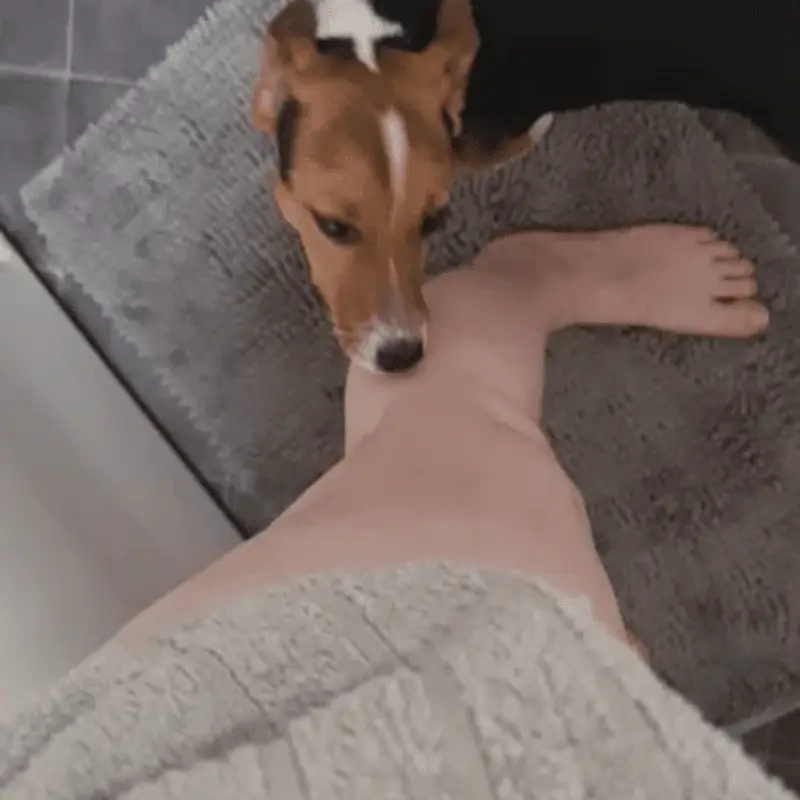 a dog licking a human leg
