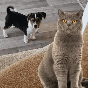Jack Russell dog and a grey cat