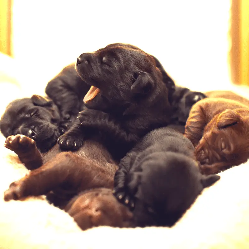 a litter of chocolate Labrador puppies