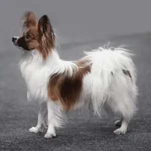 papillon dog full side profile