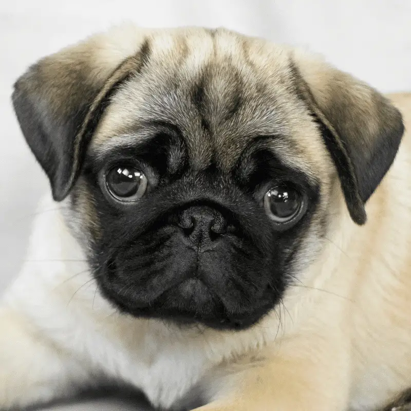 a close up photo of a cute puppy pugs face