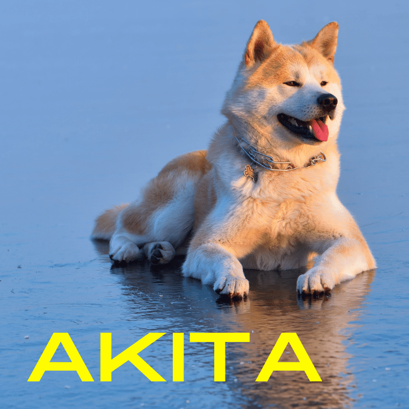Akita dog breed