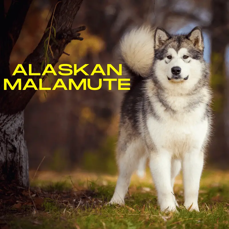 alaskan malamute wags its tail